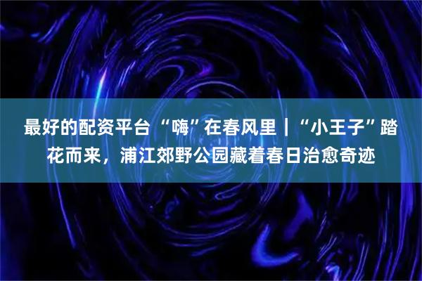 最好的配资平台 “嗨”在春风里｜“小王子”踏花而来，浦江郊野公园藏着春日治愈奇迹